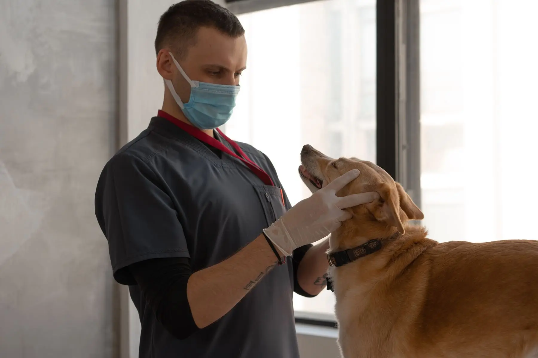 Un vétérinaire masqué examine la tête d'un chien roux, dans une salle claire.